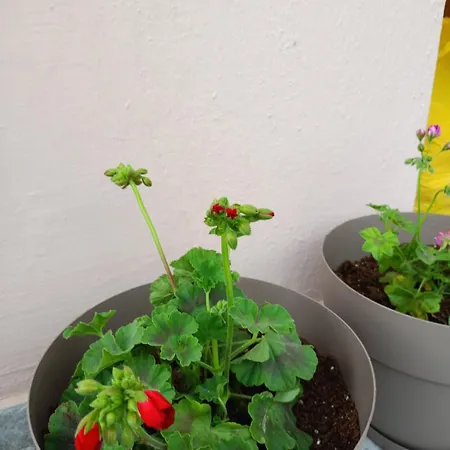 Apartment Adamidis Paralía Skotínis